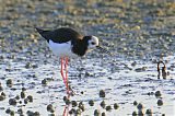 Black Stiltborder=